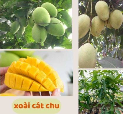 Cây Giống Xoài Cát Chu