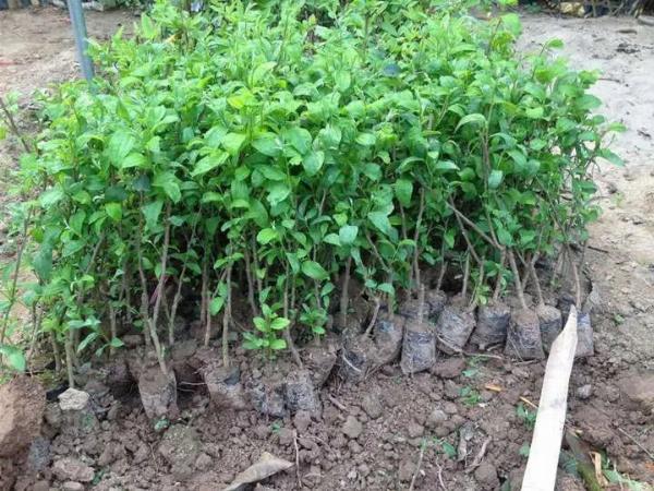 CÂY TÁO ĐÀI LOAN GIỐNG