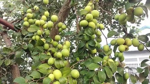 CÂY TÁO CHUA GIỐNG