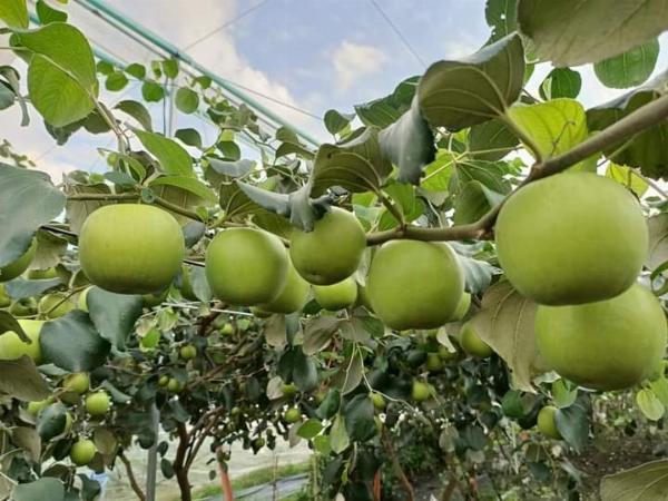 CÂY TÁO ĐẠI MẬT GIỐNG