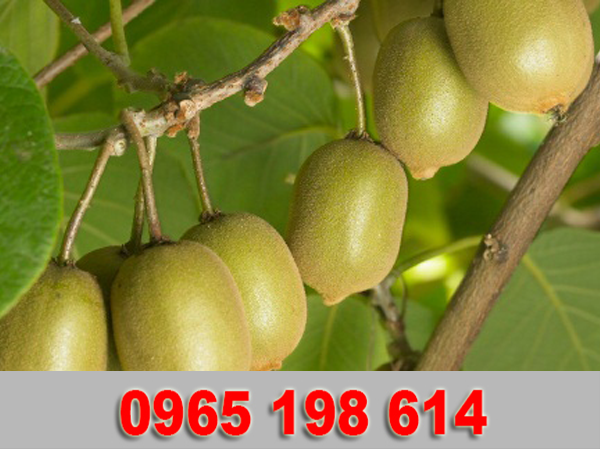 CÂY GIỐNG KIWI