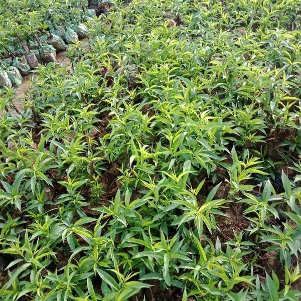 CÂY ĐÀO BÍCH GIỐNG